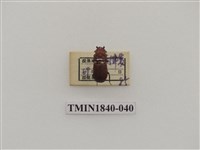 藏品(菲律賓產昆蟲)的圖片